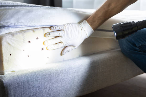 Best Affordable Pest Control Services  in Kensington, MD