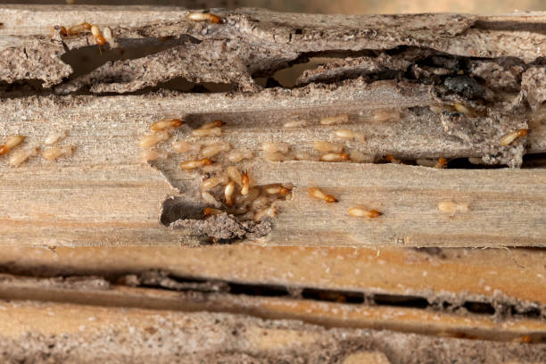 Best Wildlife Control Services  in Kensington, MD